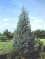 Arizona Cypress